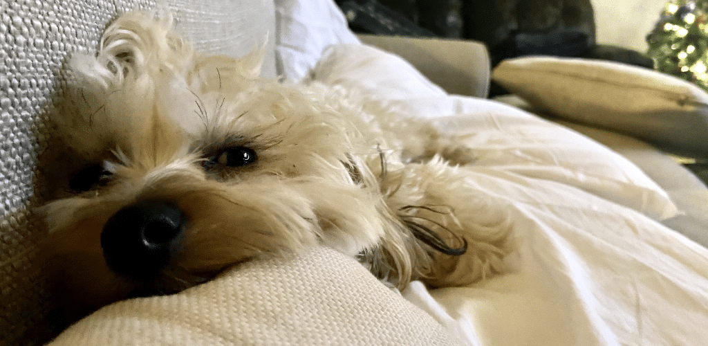 Small dog lying out on a sofa