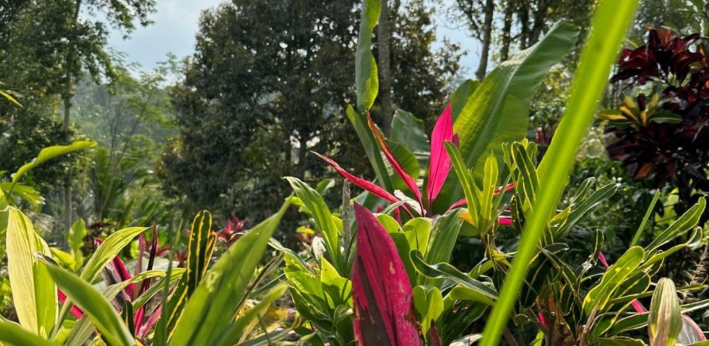 Image of lush tropical vegetation with trees in the background