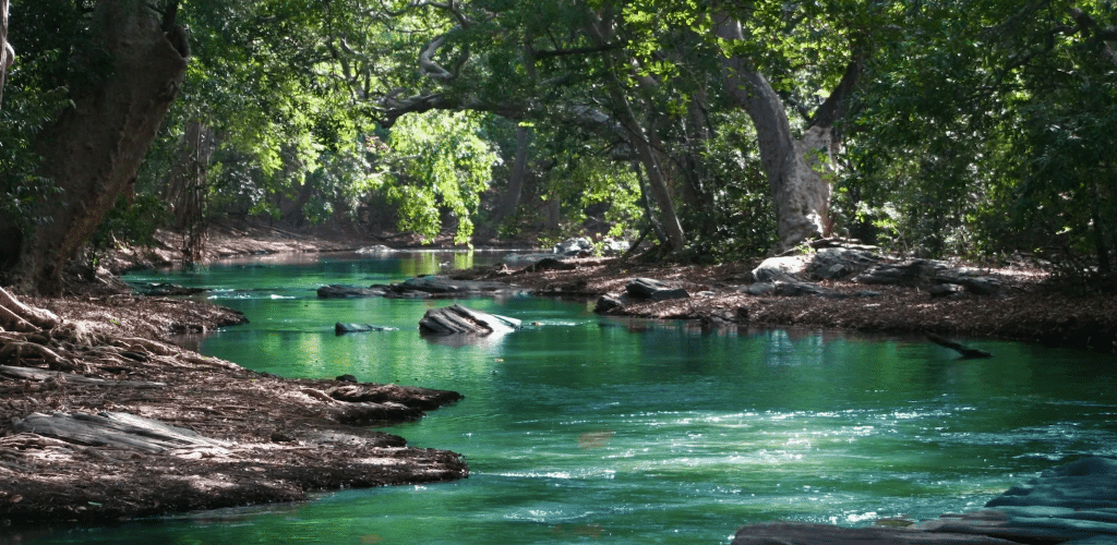 Photo of a turquoise river flowing through a wooded area