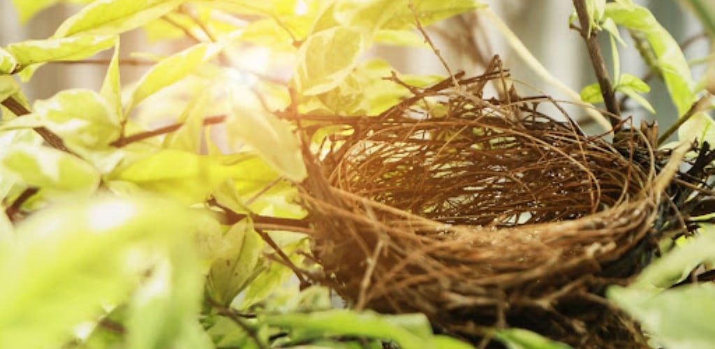 Photo of an empty bird's nest perched in the branches of a tree