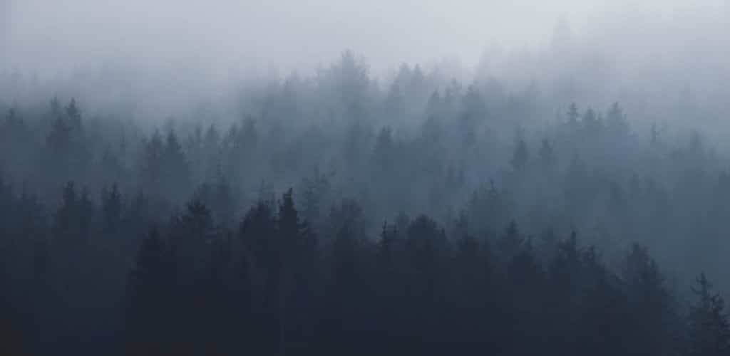 Photo of forest treetops in thick fog