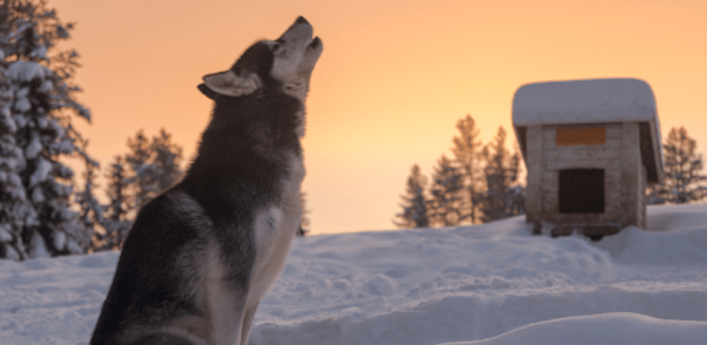 Photograph of a husky-like dog in howling pose whilst sat upon the snow with a sunrise sky beyond.