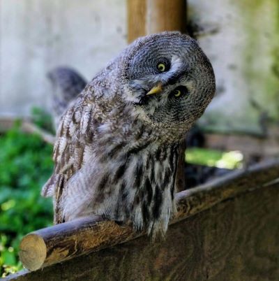 Photo of an owl sat on a perch with its head to one side as if in a questionning manner