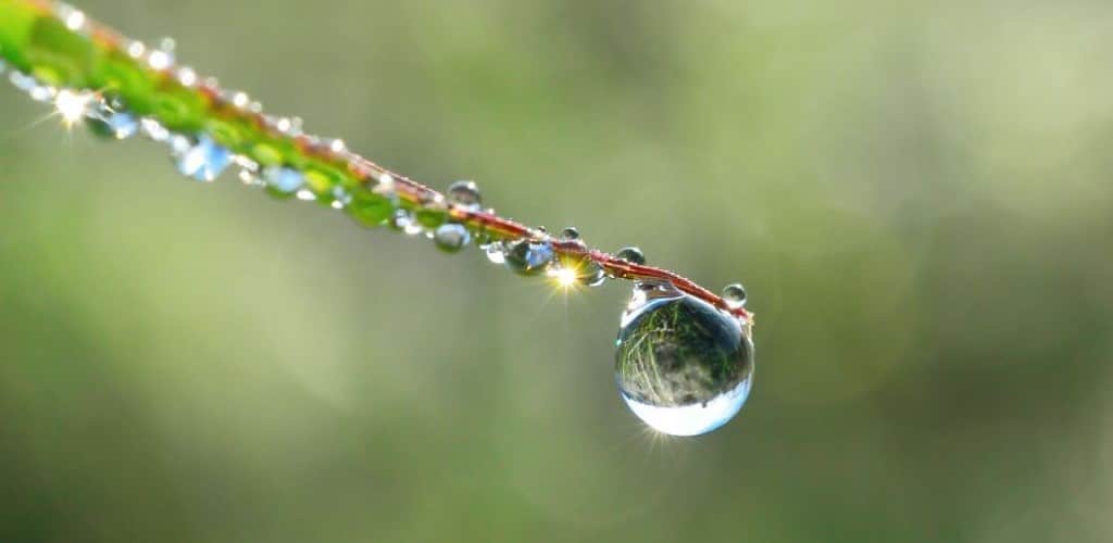 Close up photograph of the tip of a leaf covered in small droplets of water with one large droplet at the leaf's tip.